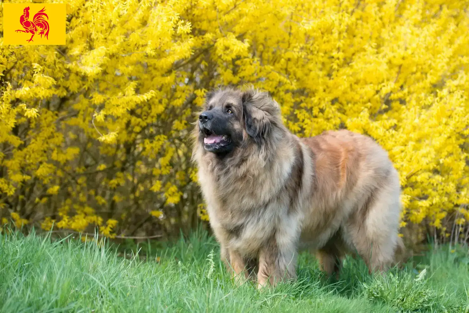 Leonberger Welpen und Züchter Wallonische Region Hier findest Du Leonberger Züchter in Wallonische Region.