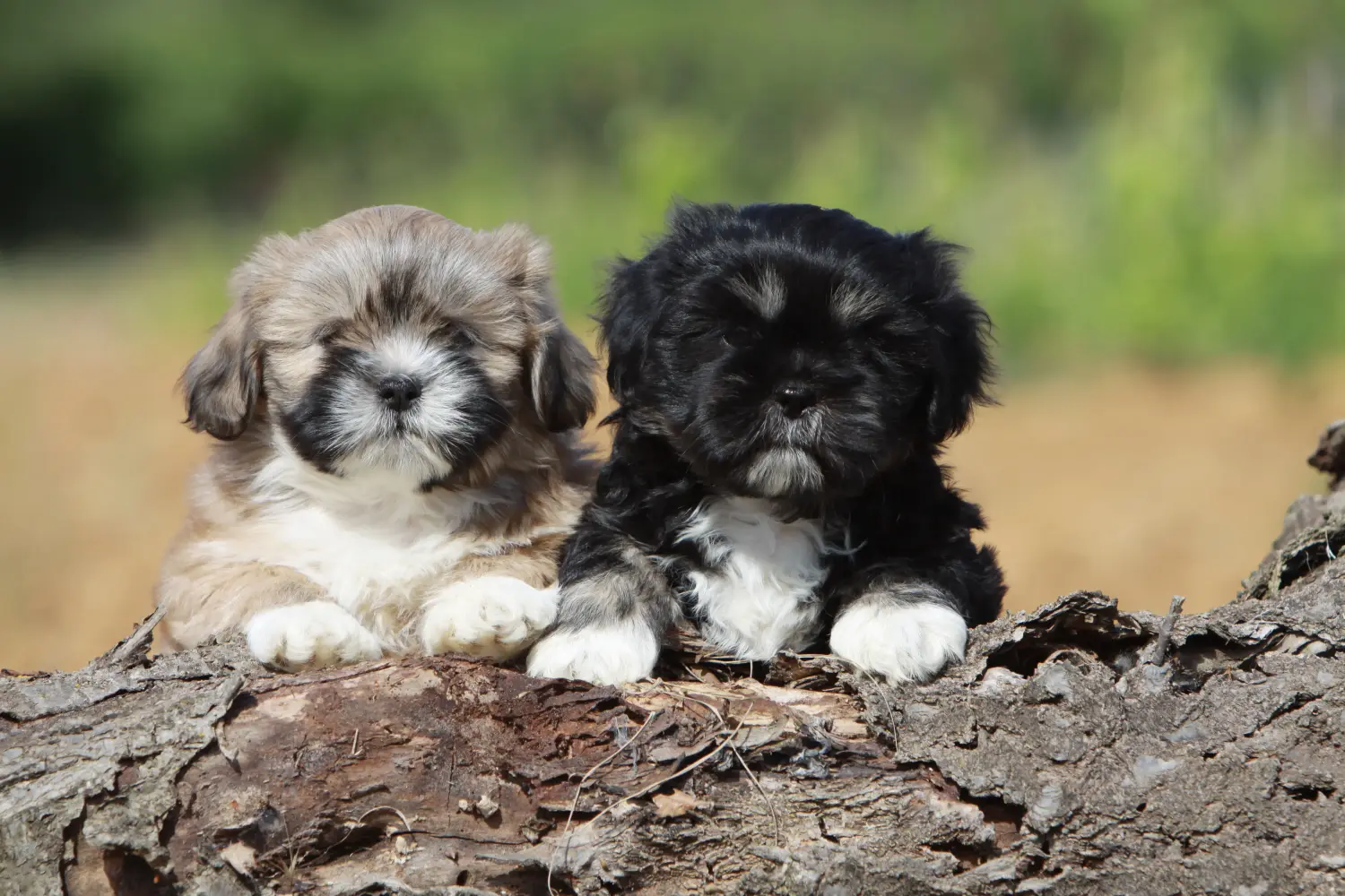 Einen Lhasa Apso Welpen zu kaufen, bedeutet Verantwortung zu übernehmen! Lhasa Apso Welpen kaufen.