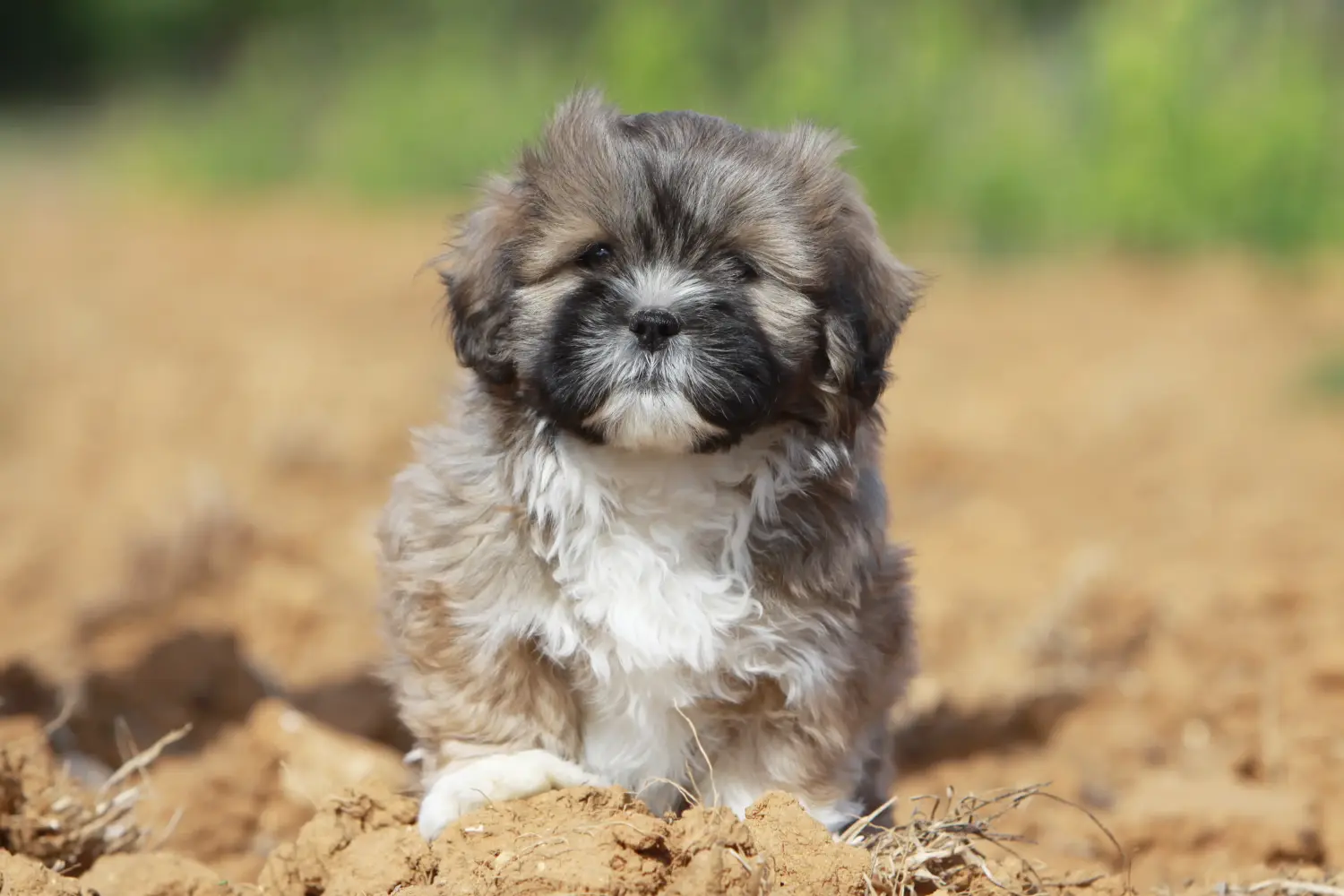 Einen Lhasa Apso Welpen zu kaufen, bedeutet Verantwortung zu übernehmen! Lhasa Apso Welpen kaufen.
