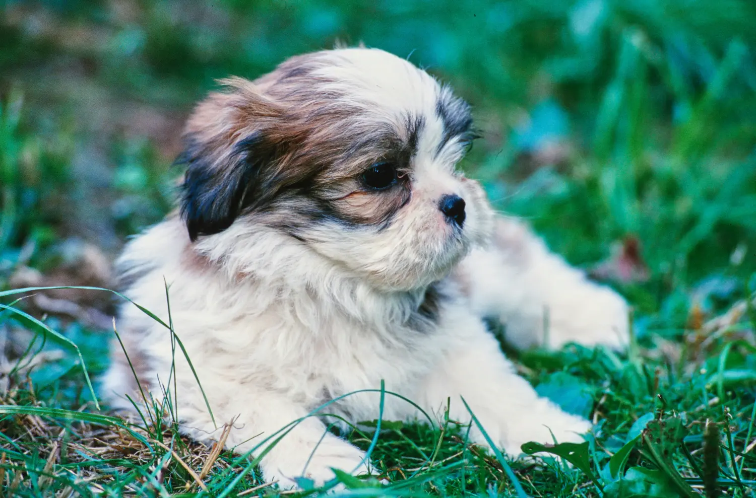 Einen Lhasa Apso Welpen zu kaufen, bedeutet Verantwortung zu übernehmen! Lhasa Apso Welpen kaufen.