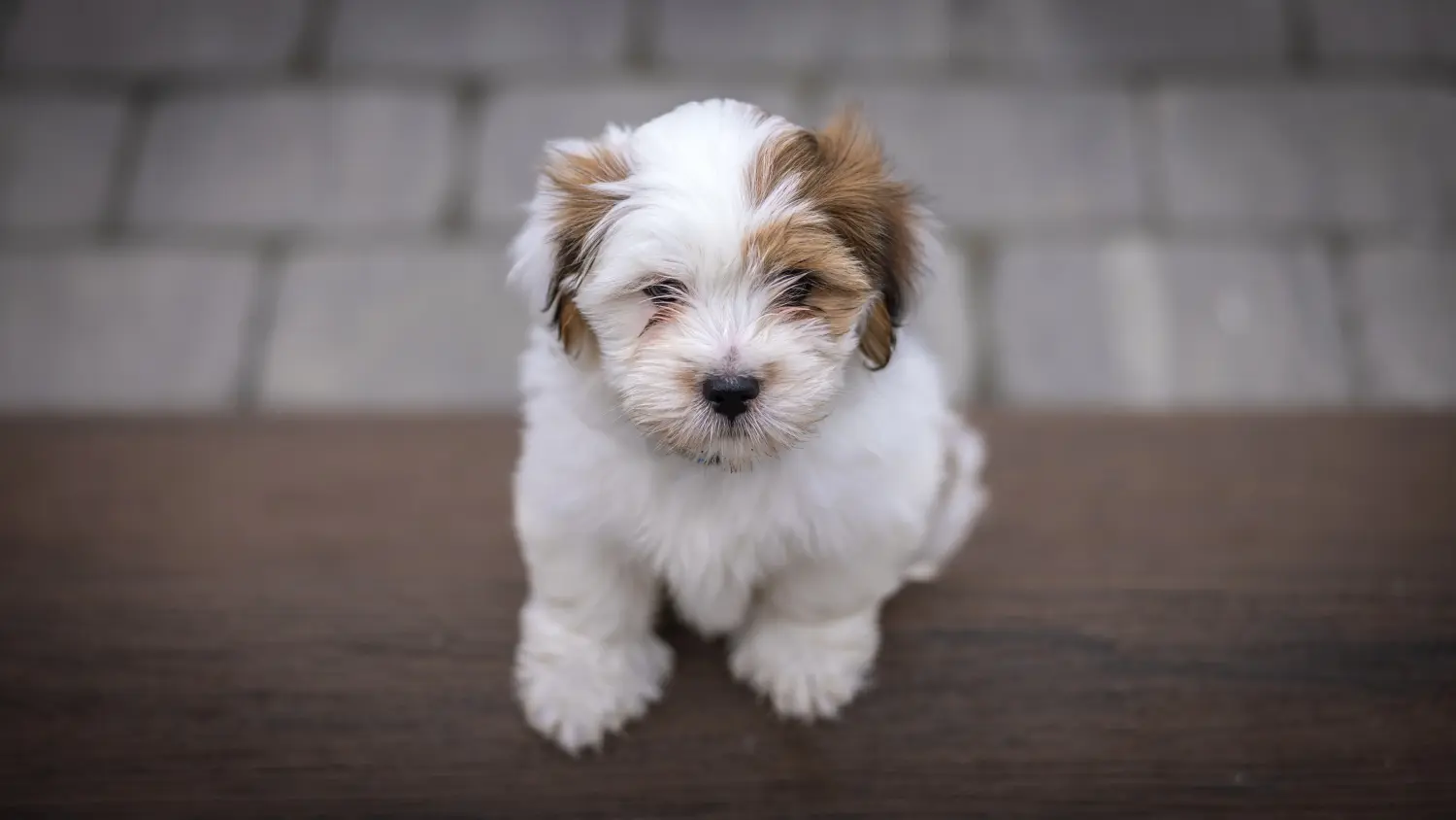 Einen Lhasa Apso Welpen zu kaufen, bedeutet Verantwortung zu übernehmen! Lhasa Apso Welpen kaufen.