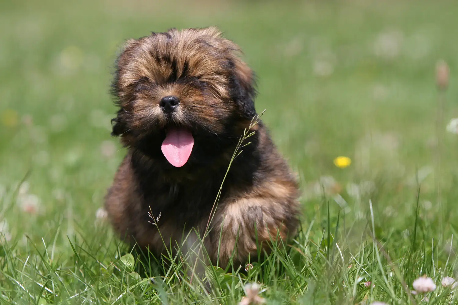 Einen Lhasa Apso Welpen zu kaufen, bedeutet Verantwortung zu übernehmen! Lhasa Apso Welpen kaufen.