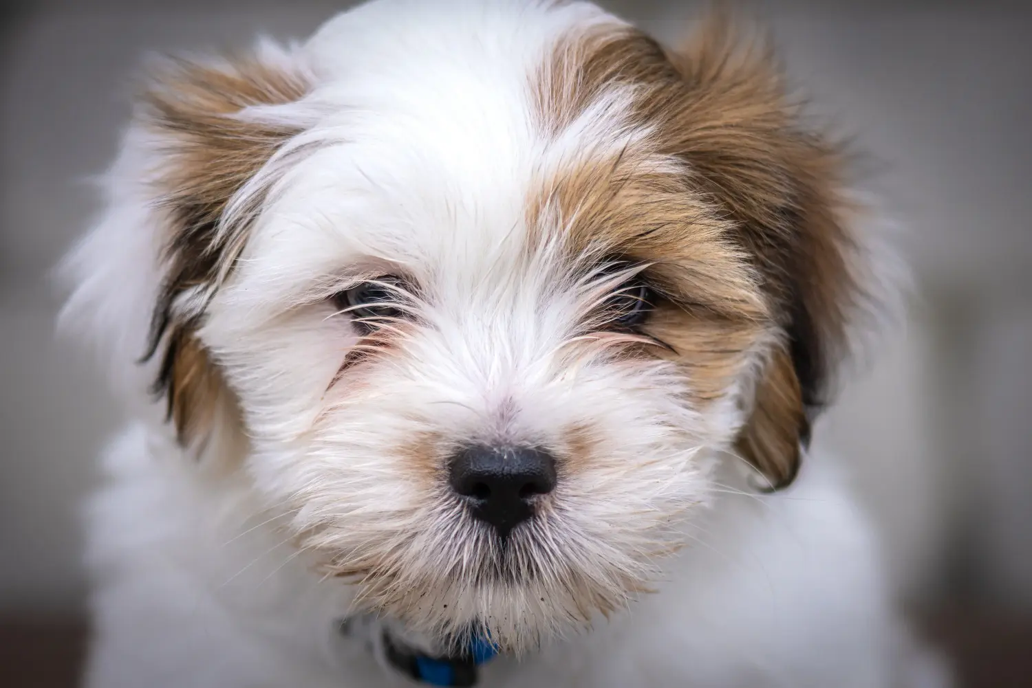 Einen Lhasa Apso Welpen zu kaufen, bedeutet Verantwortung zu übernehmen! Lhasa Apso Welpen kaufen.