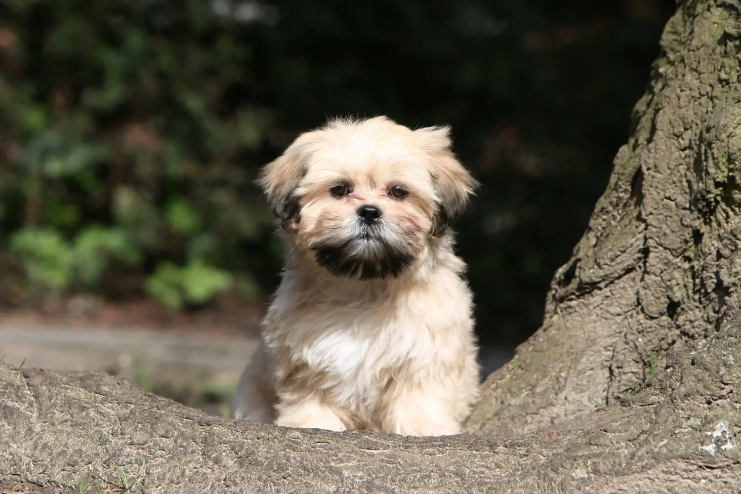 Einen Lhasa Apso Welpen zu kaufen, bedeutet Verantwortung zu übernehmen! Lhasa Apso Welpen kaufen.
