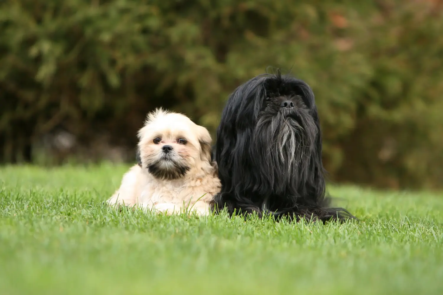 Einen Lhasa Apso Welpen zu kaufen, bedeutet Verantwortung zu übernehmen! Lhasa Apso Welpen kaufen.
