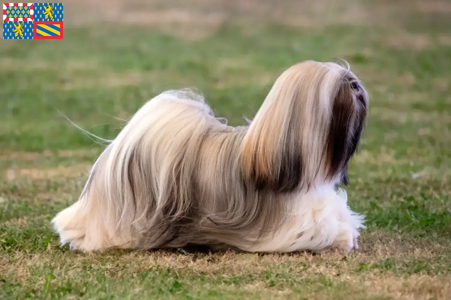 Lhasa Apso Welpen und Züchter Bourgogne-Franche-Comté Hier findest Du Lhasa Apsos Züchter in Bourgogne-Franche-Comté.