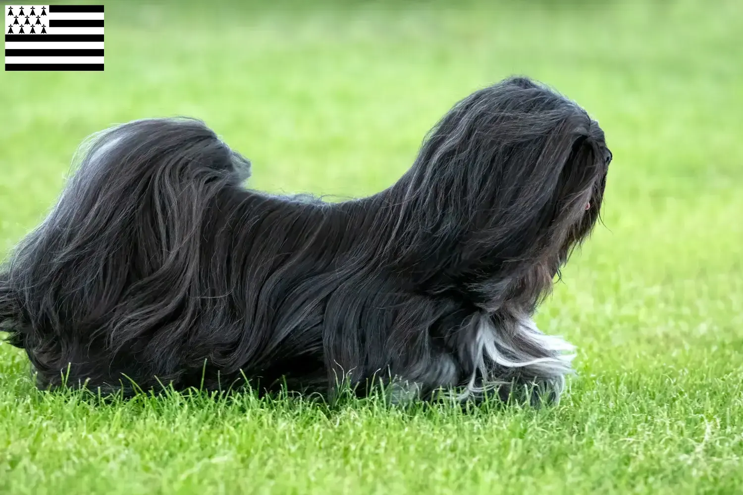 Lhasa Apso Welpen und Züchter Bretagne Hier findest Du Lhasa Apsos Züchter in der Bretagne .