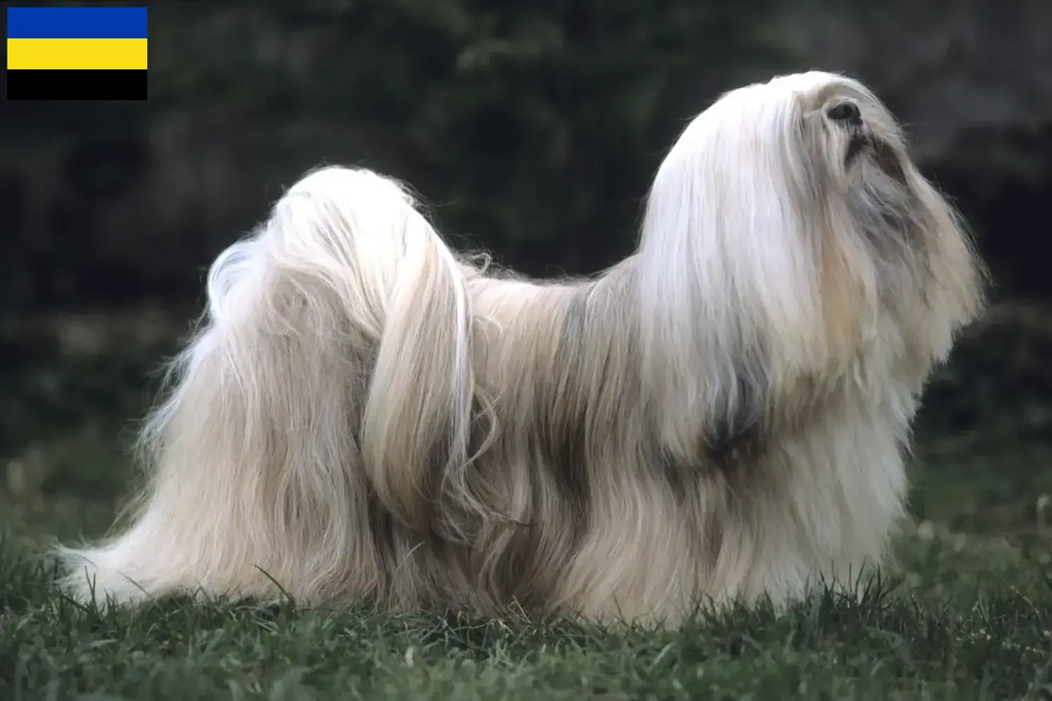 Lhasa Apso Welpen und Züchter Gelderland Hier findest Du Lhasa Apsos Züchter in Gelderland.