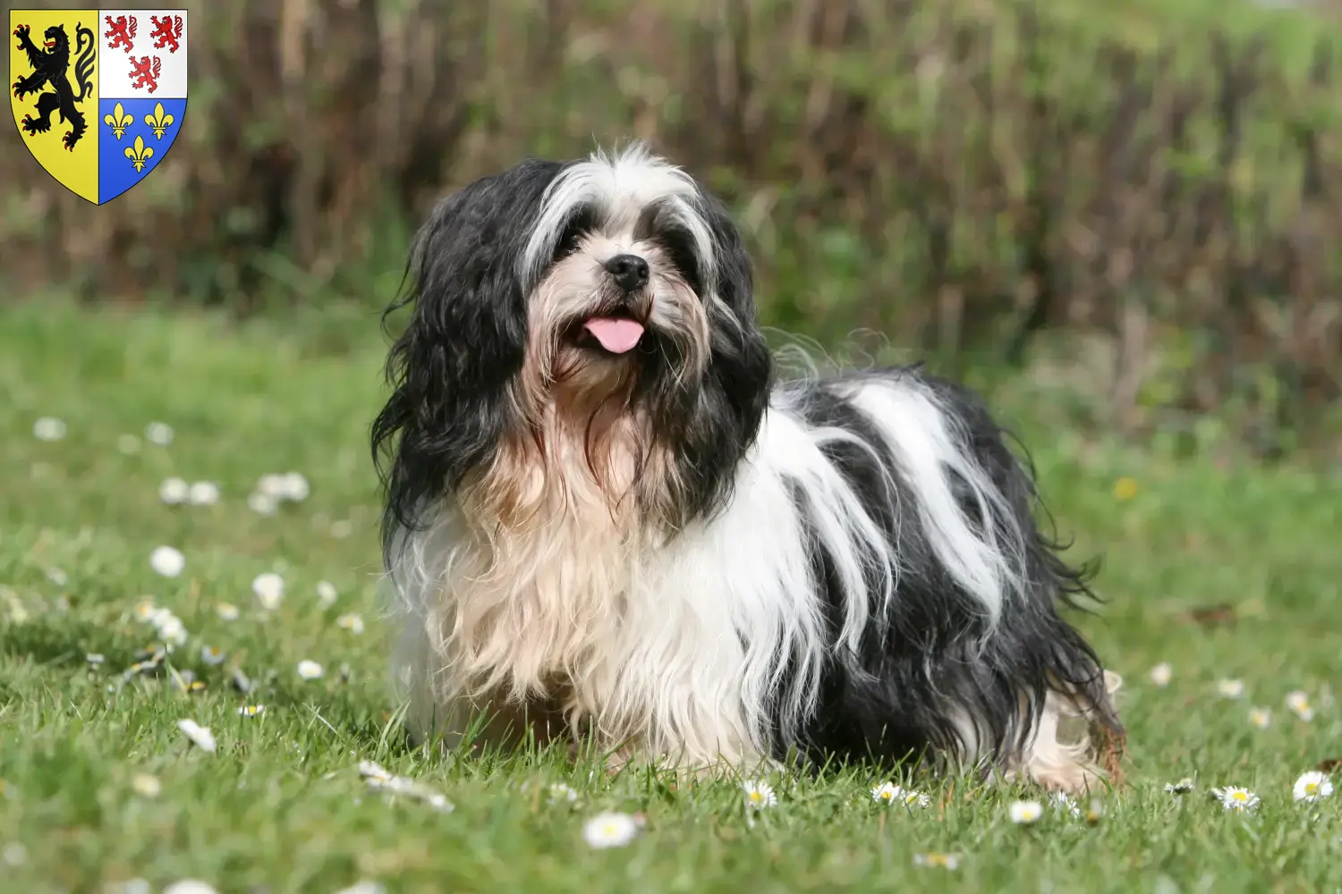 Lhasa Apso Welpen und Züchter Hauts-de-France Hier findest Du Lhasa Apsos Züchter in Hauts-de-France.