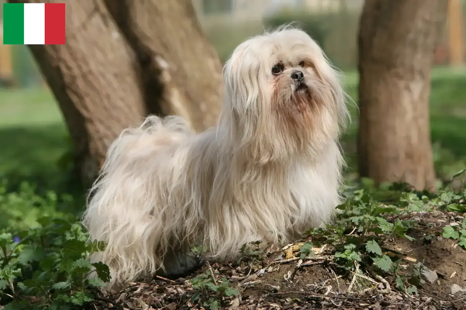 Lhasa Apso Welpen und Züchter Italien Hier findest Du Lhasa Apsos Züchter in Italien.