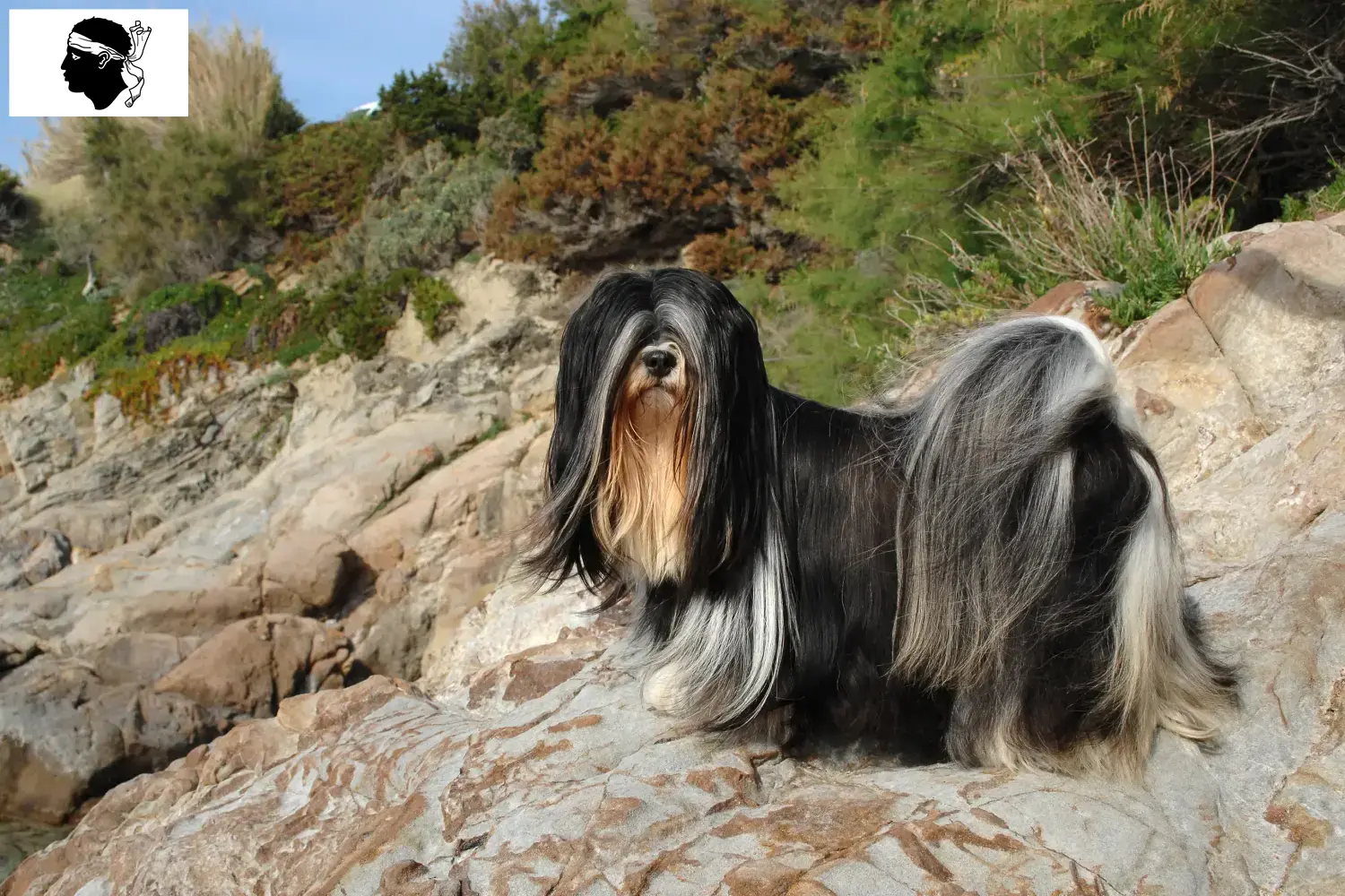 Lhasa Apso Welpen und Züchter Korsika Hier findest Du Lhasa Apsos Züchter auf Korsika.