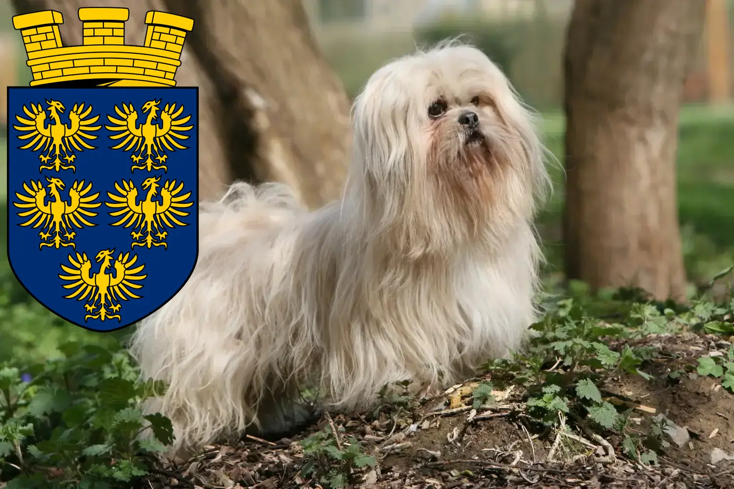 Lhasa Apso Welpen und Züchter Niederösterreich Hier findest Du Lhasa Apsos Züchter in Niederösterreich.