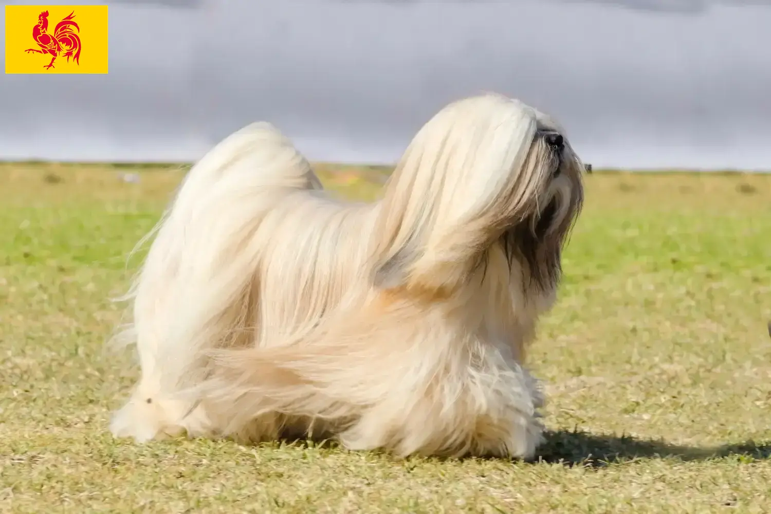 Lhasa Apso Welpen und Züchter Wallonische Region Hier findest Du Lhasa Apsos Züchter in Wallonische Region.