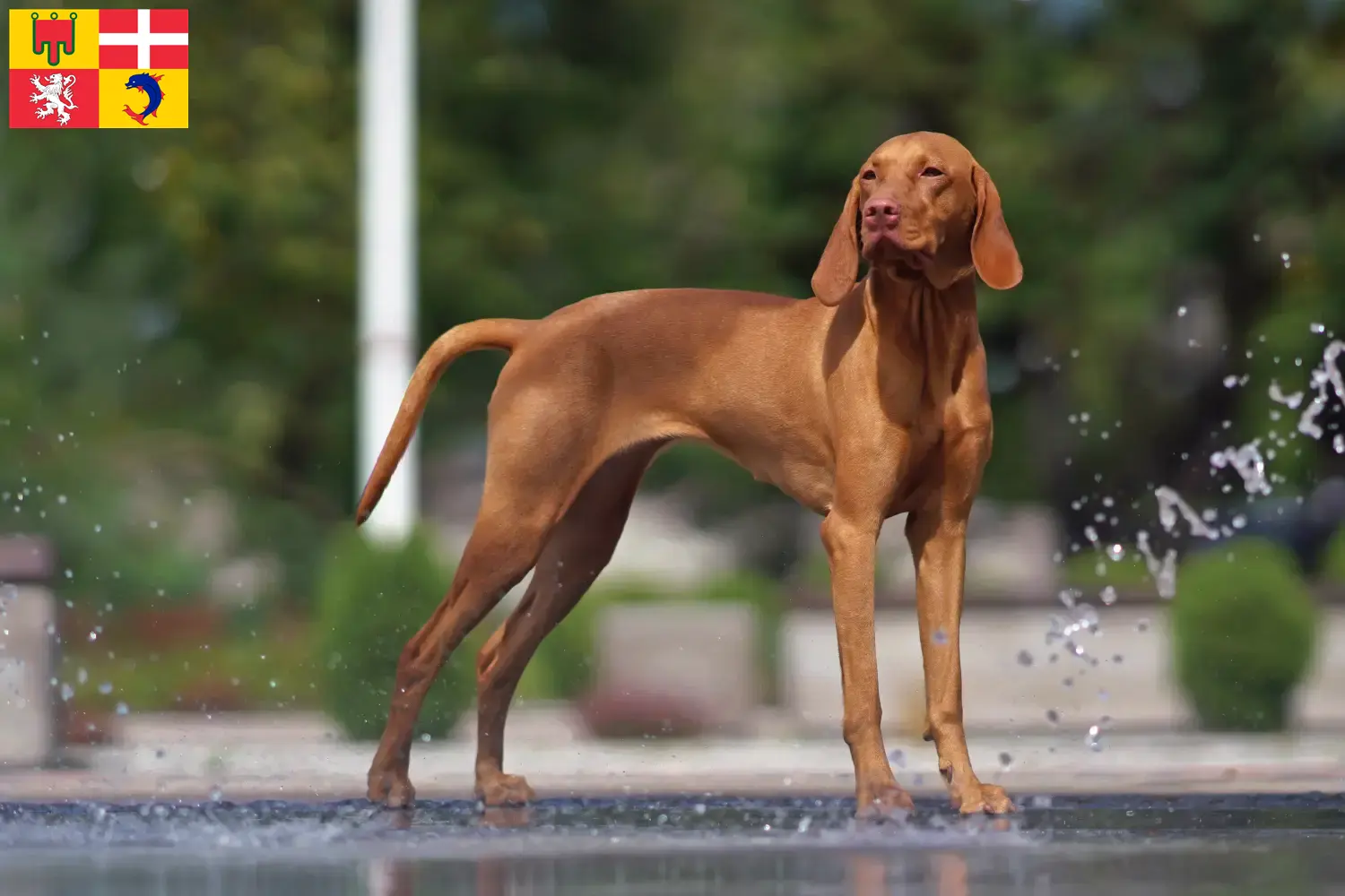 Magyar Vizsla Welpen und Züchter Auvergne-Rhône-Alpes Hier findest Du Magyar Vizslas Züchter in Auvergne-Rhône-Alpes.
