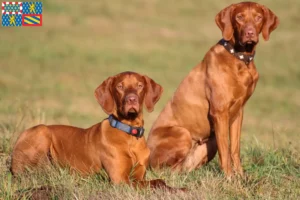 Mehr über den Artikel erfahren Magyar Vizsla Züchter und Welpen in Bourgogne-Franche-Comté