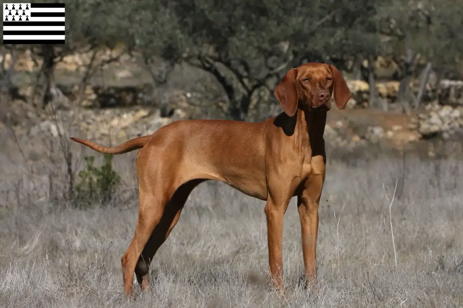 Magyar Vizsla Welpen und Züchter Bretagne Hier findest Du Magyar Vizslas Züchter in der Bretagne .