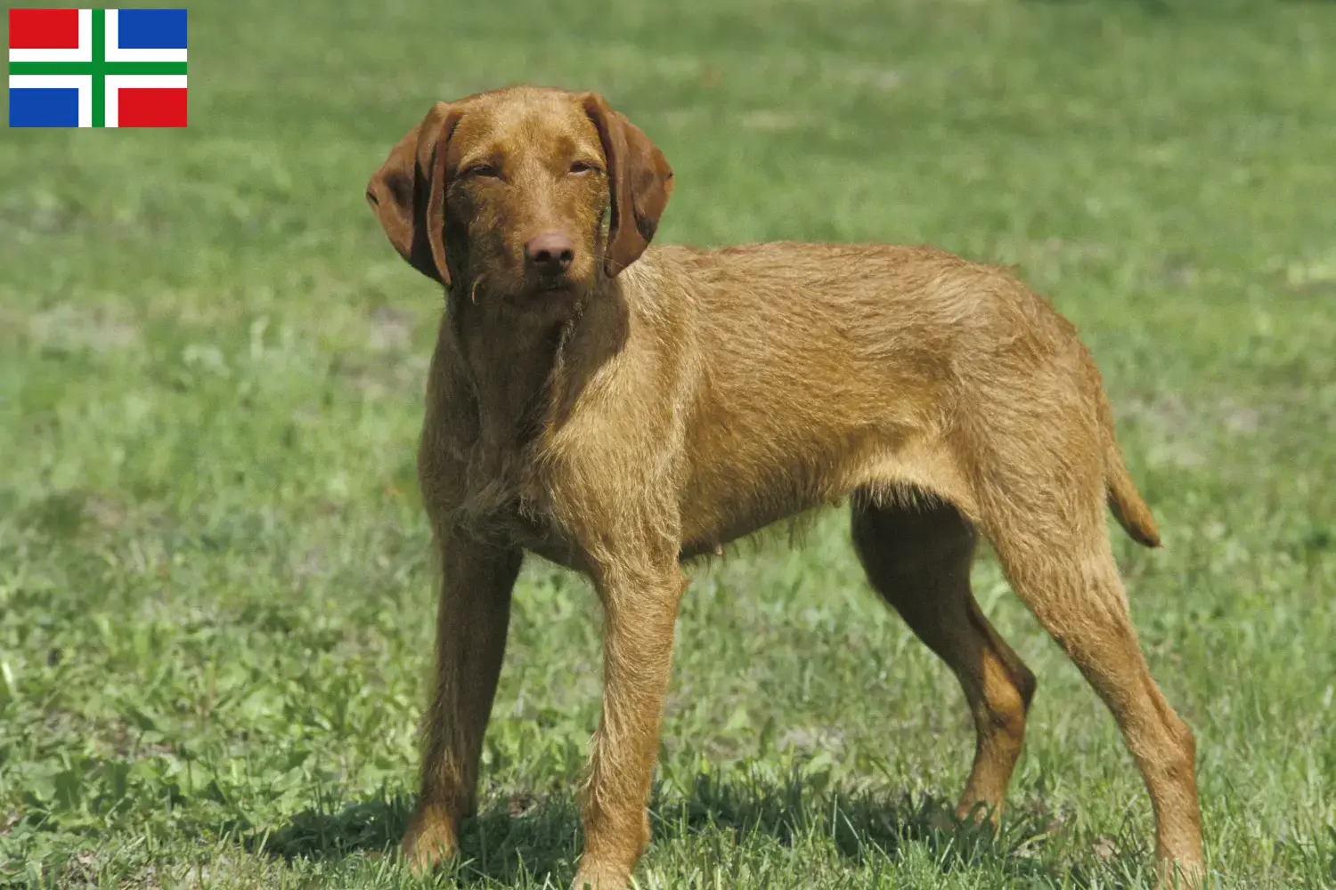 Magyar Vizsla Welpen und Züchter Groningen Hier findest Du Magyar Vizslas Züchter in Groningen.