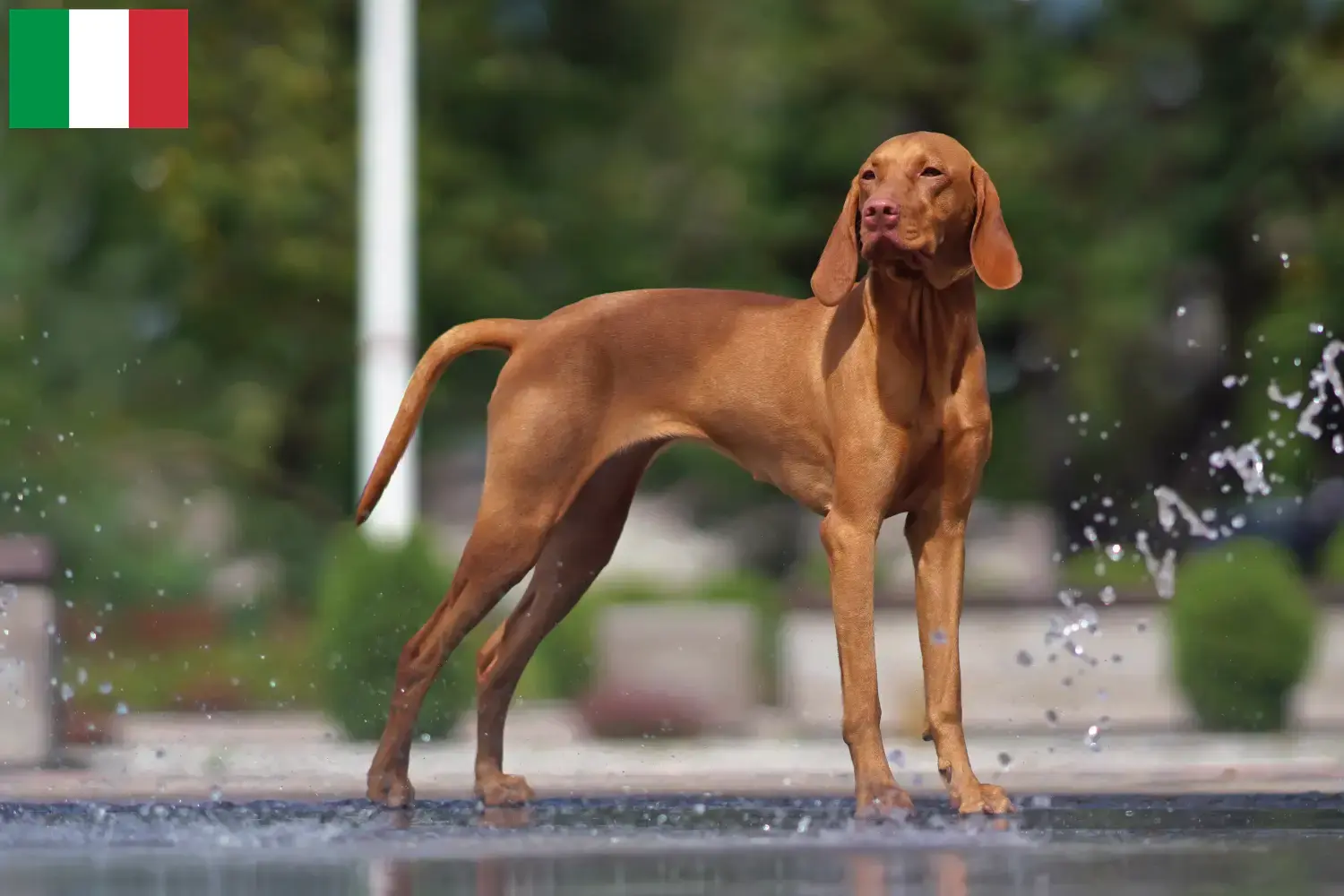 Magyar Vizsla Welpen und Züchter Italien Hier findest Du Magyar Vizslas Züchter in Italien.