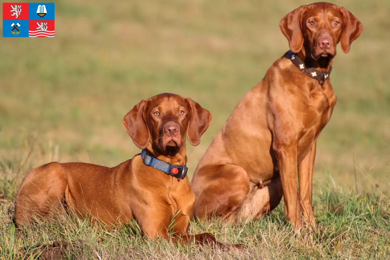Magyar Vizsla Welpen und Züchter Karlsbad Hier findest Du Magyar Vizslas Züchter in Karlsbad.