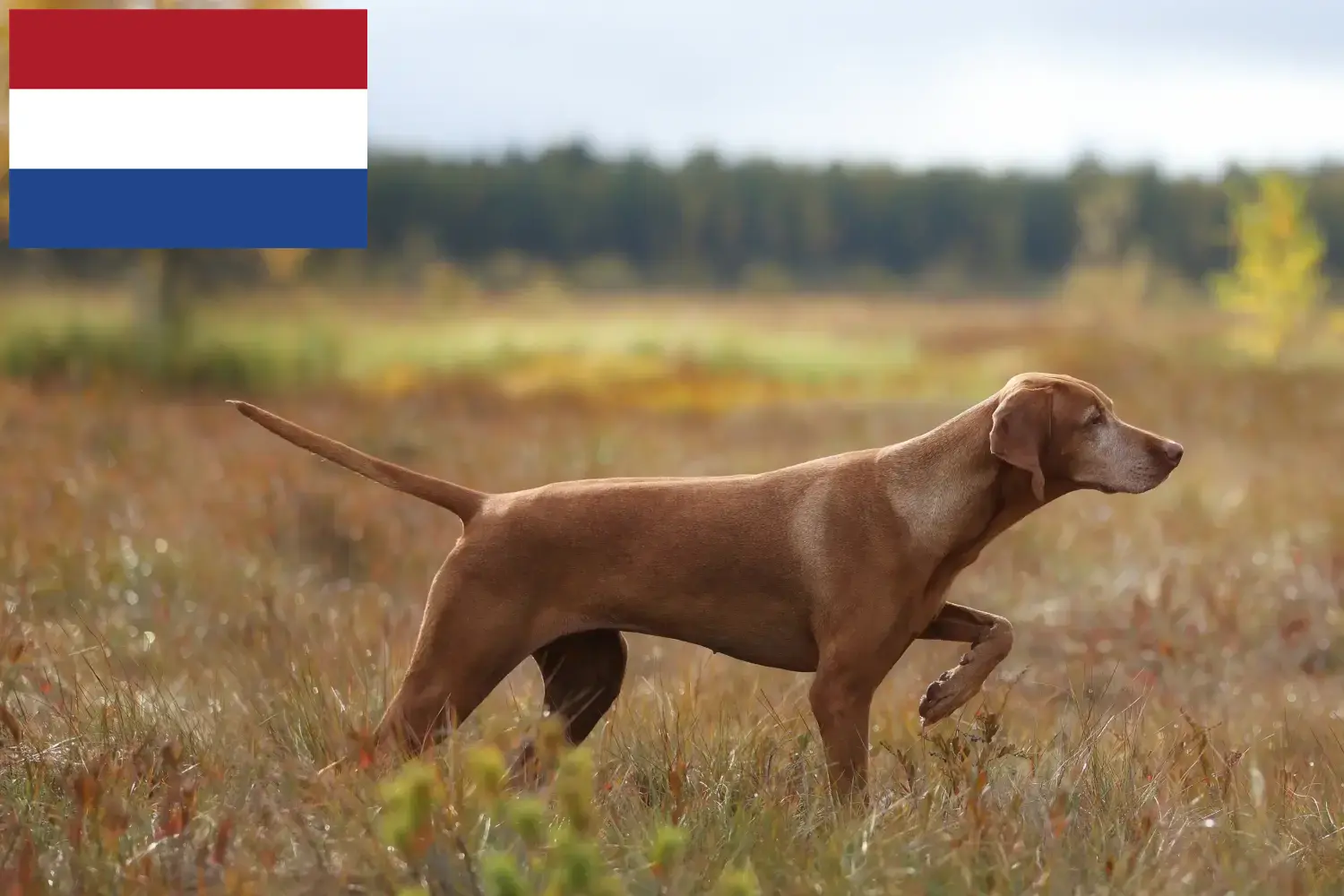 Magyar Vizsla Welpen und Züchter Niederlande Hier findest Du Magyar Vizslas Züchter in den Niederlanden.