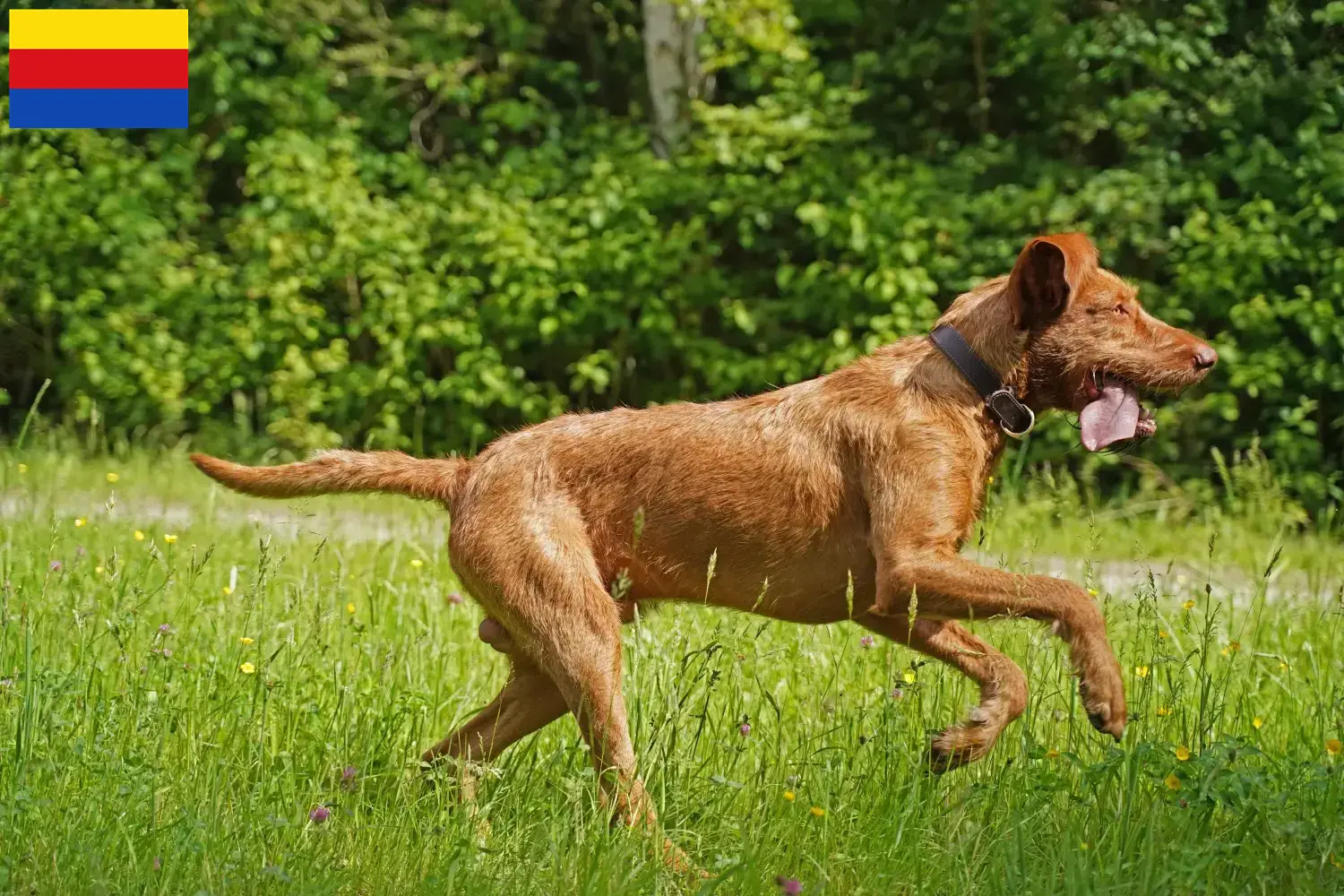 Magyar Vizsla Welpen und Züchter Nordholland Hier findest Du Magyar Vizslas Züchter in Nordholland.