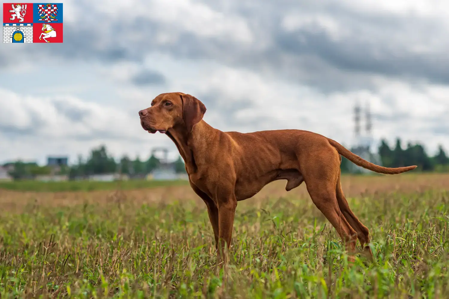 Magyar Vizsla Welpen und Züchter Pardubice Hier findest Du Magyar Vizslas Züchter in Pardubice.