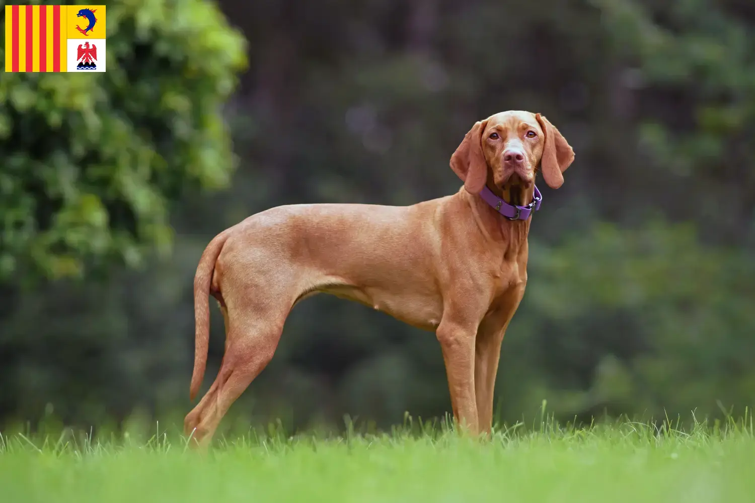 Magyar Vizsla Welpen und Züchter Provence-Alpes-Côte d’Azur Hier findest Du Magyar Vizslas Züchter in der Provence-Alpes-Côte d’Azur.