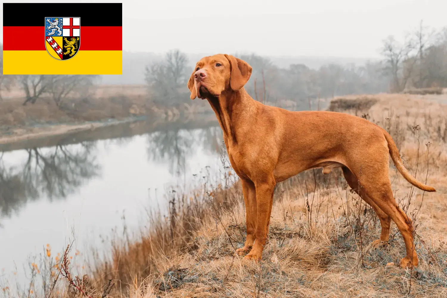 Magyar Vizsla Welpen und Züchter Saarland Hier findest Du Magyar Vizslas Züchter im Saarland.