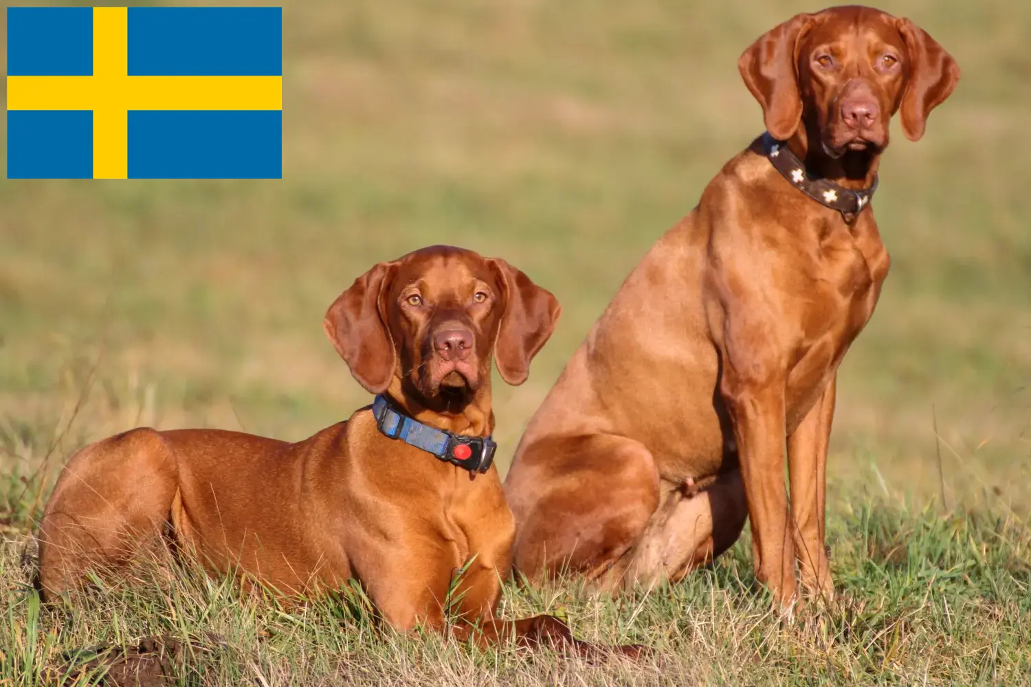 Magyar Vizsla Welpen und Züchter Schweden Hier findest Du Magyar Vizslas Züchter in Schweden.