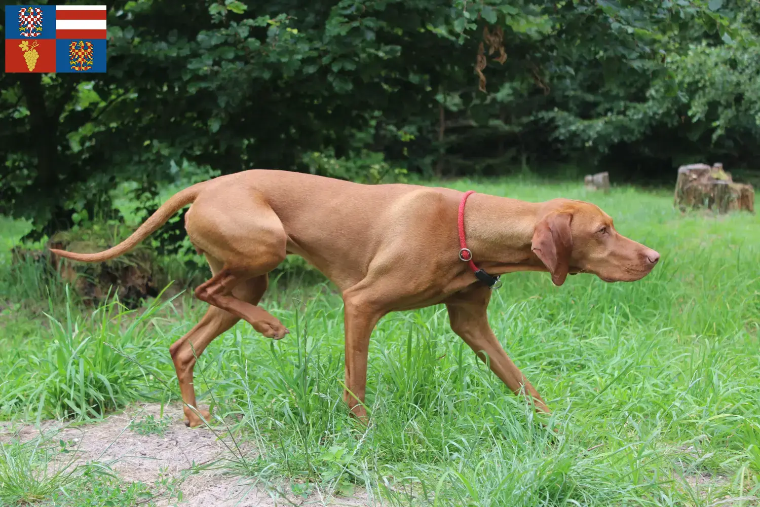 Magyar Vizsla Welpen und Züchter Südmähren Hier findest Du Magyar Vizslas Züchter in Südmähren.