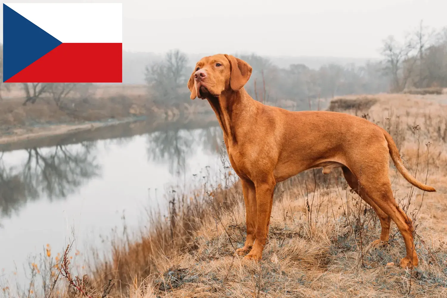 Magyar Vizsla Welpen und Züchter Tschechien Hier findest Du Magyar Vizslas Züchter in Tschechien.