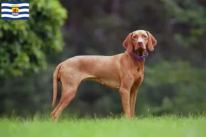 Mehr über den Artikel erfahren Magyar Vizsla Züchter und Welpen in Zeeland