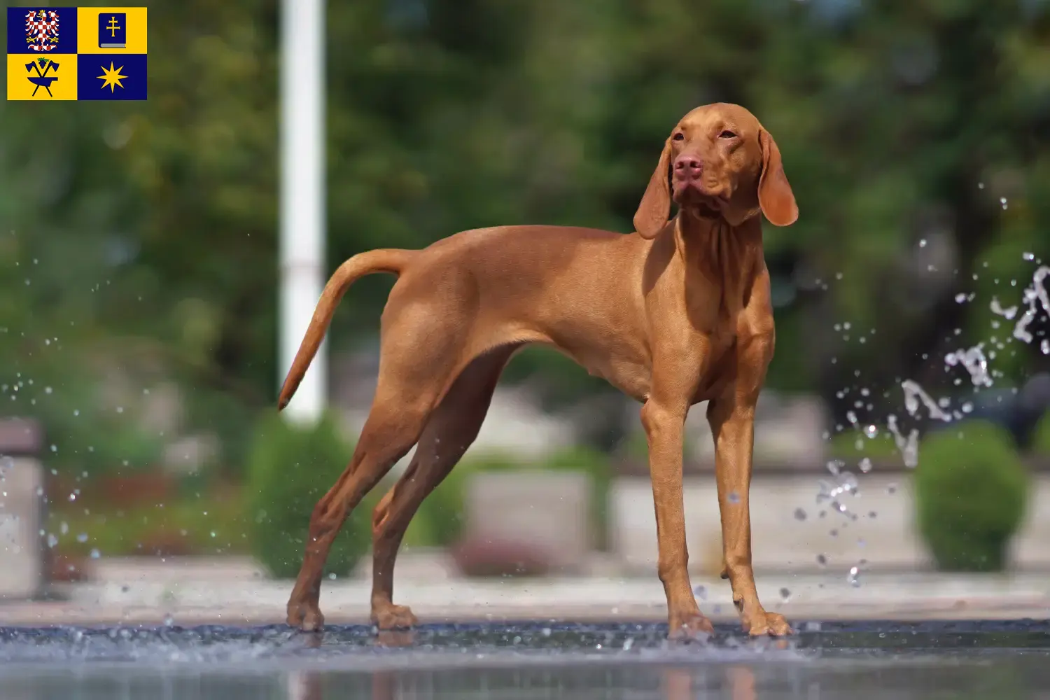 Magyar Vizsla Welpen und Züchter Zlín Hier findest Du Magyar Vizslas Züchter in Zlín.