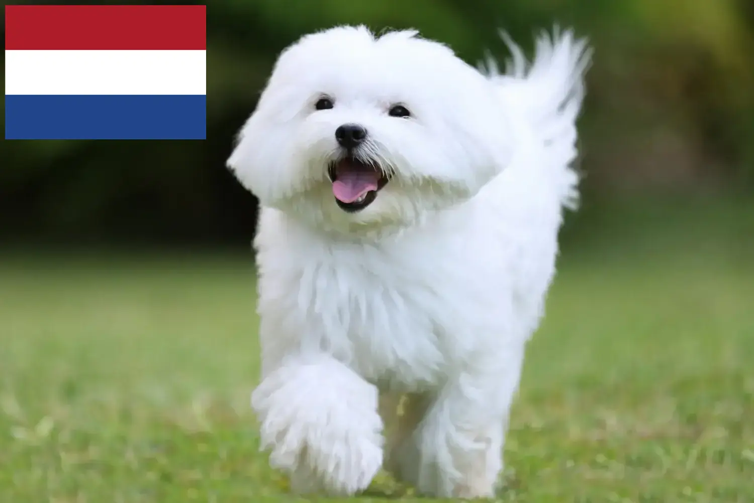 Malteser Welpen und Züchter Niederlande Hier findest Du Malteser Züchter in den Niederlanden.