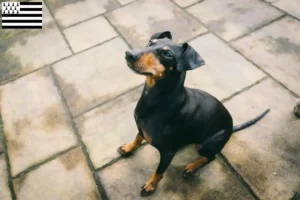 Mehr über den Artikel erfahren Manchester-Terrier Züchter und Welpen in der Bretagne