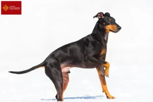 Mehr über den Artikel erfahren Manchester-Terrier Züchter und Welpen in Okzitanien