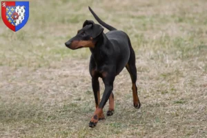 Mehr über den Artikel erfahren Manchester-Terrier Züchter und Welpen in Pays de la Loire