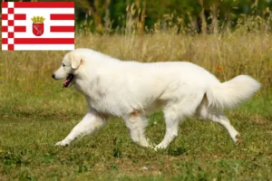 Mehr über den Artikel erfahren Maremmen-Abruzzen-Schäferhund Züchter und Welpen in Bremen