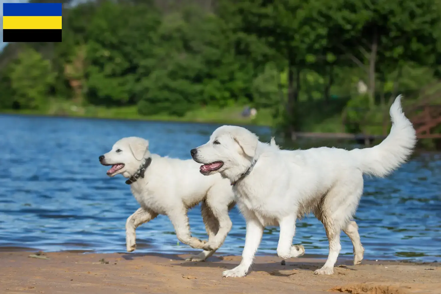 Maremmen-Abruzzen-Schäferhund Welpen und Züchter Gelderland Hier findest Du Maremmen-Abruzzen-Schäferhunde Züchter in Gelderland.