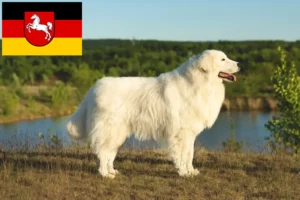Mehr über den Artikel erfahren Maremmen-Abruzzen-Schäferhund Züchter und Welpen in Niedersachsen