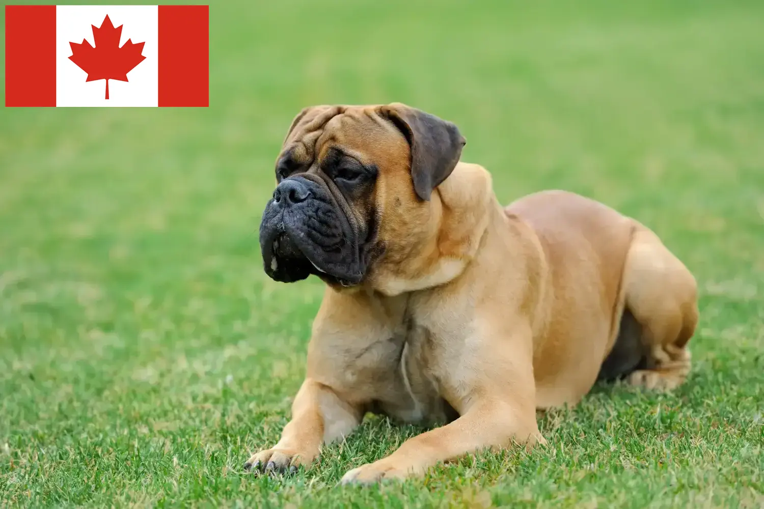 Mastiff Welpen und Züchter Kanada Hier findest Du Mastiffs Züchter in Kanada.
