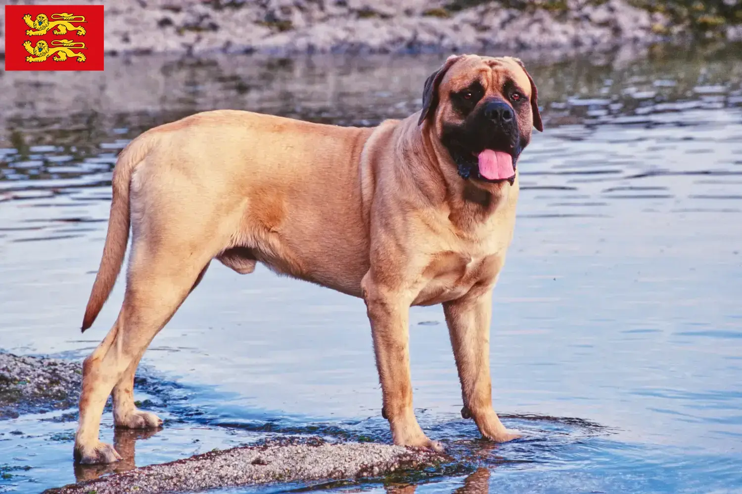 Mastiff Welpen und Züchter Normandie Hier findest Du Mastiffs Züchter in der Normandie.