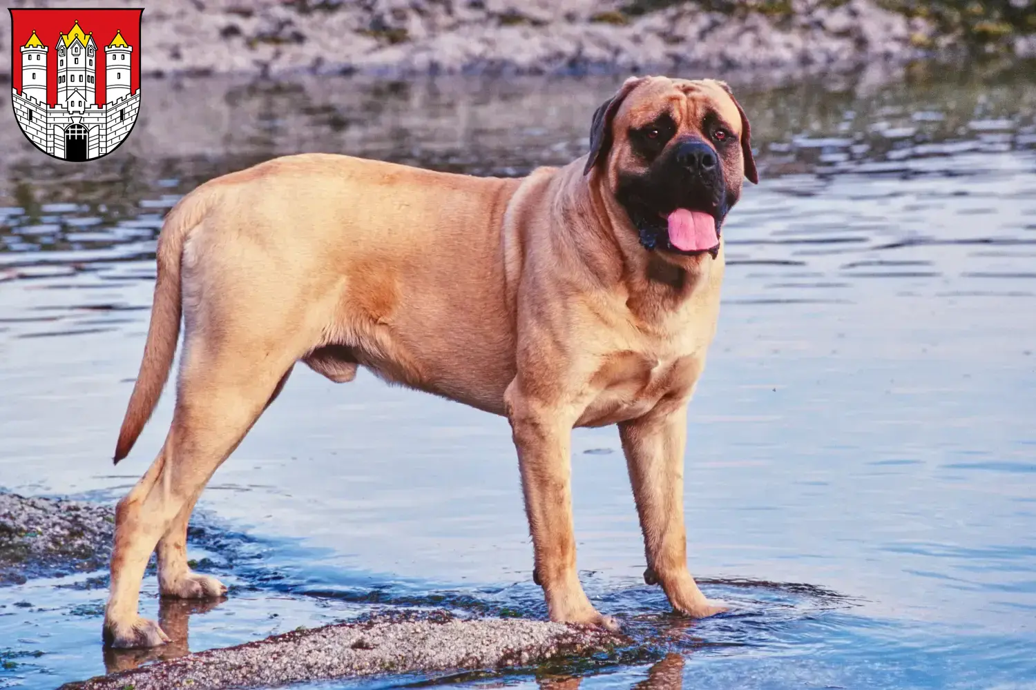 Mastiff Welpen und Züchter Salzburg Hier findest Du Mastiffs Züchter in Salzburg.
