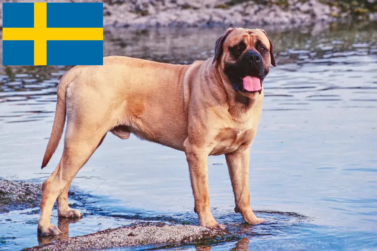Mastiff Welpen und Züchter Schweden Hier findest Du Mastiffs Züchter in Schweden.