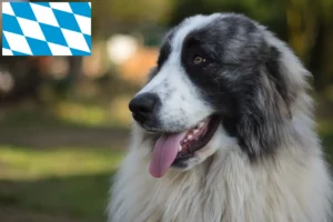 Mehr über den Artikel erfahren Mastín del Pirineo Züchter und Welpen in Bayern