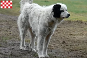 Mehr über den Artikel erfahren Mastín del Pirineo Züchter und Welpen in Nordbrabant
