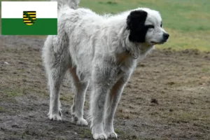 Mehr über den Artikel erfahren Mastín del Pirineo Züchter und Welpen in Sachsen