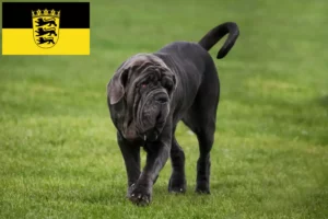 Mehr über den Artikel erfahren Mastino Napoletano Züchter und Welpen in Baden-Württemberg