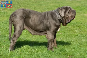 Mehr über den Artikel erfahren Mastino Napoletano Züchter und Welpen in Bourgogne-Franche-Comté
