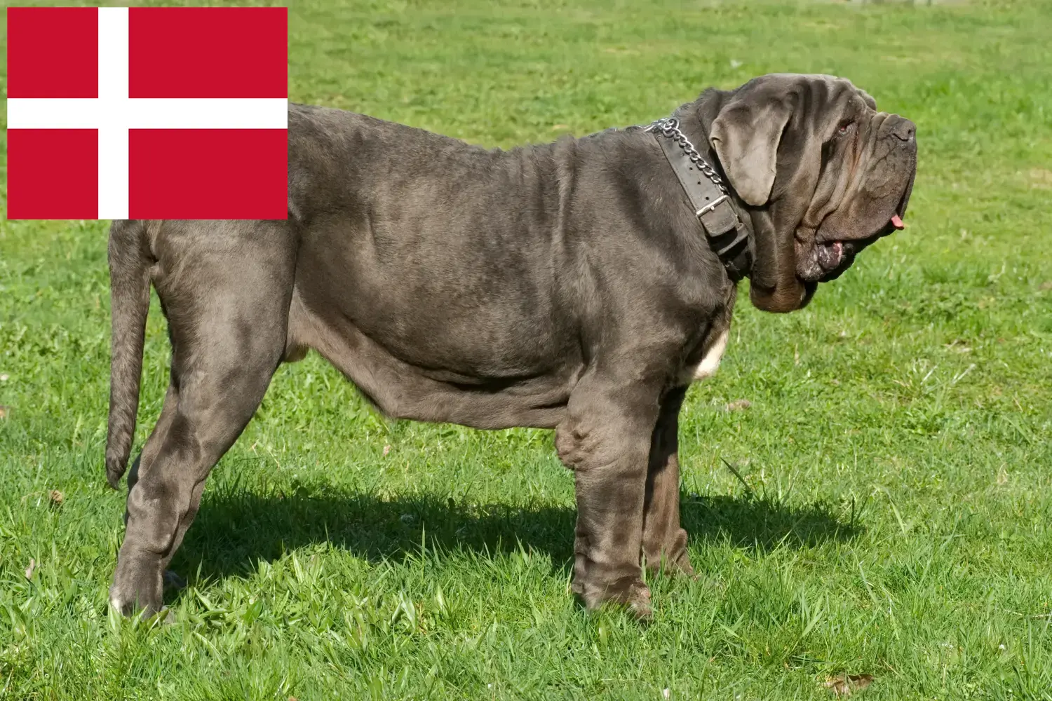 Mastino Napoletano Welpen und Züchter Dänemark Hier findest Du Mastino Napoletanos Züchter in Dänemark.